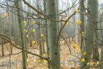 PICTURES/Pikes Peak - No Bust/t_Forest of Aspens4.JPG